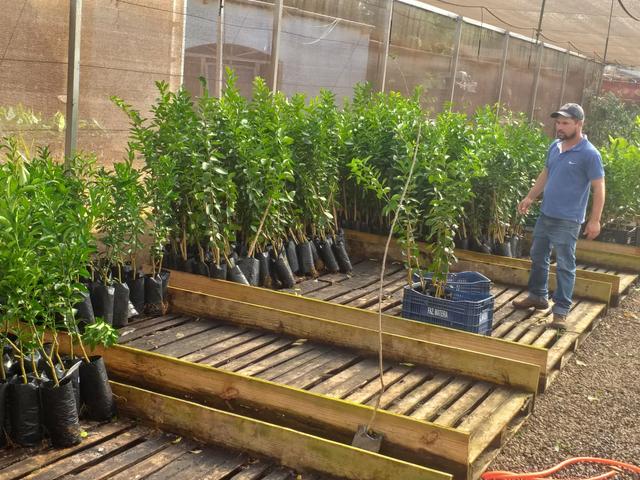 Mudas frutíferas,hortaliças e flores etc - Foto 3