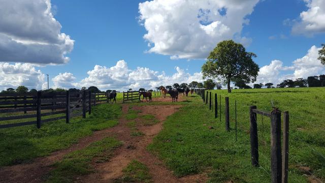 JP 013 -Ótima fazenda colado no Gama,excelente localização - Foto 13