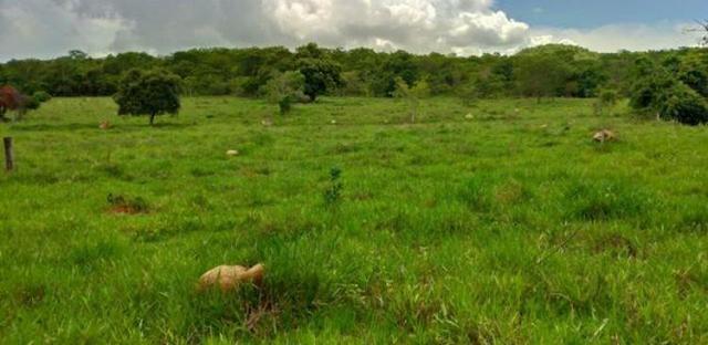 Chácara de 20mil Mt à venda a 80 km de Goiânia - Foto 5