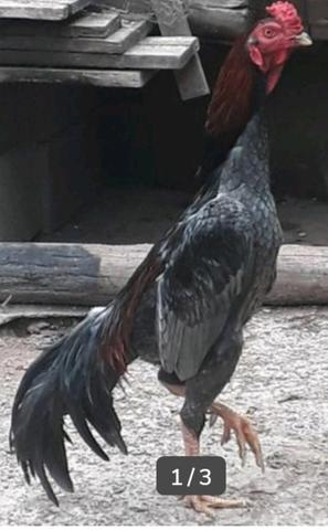 Ovos galados de indio chu_shamo *)
