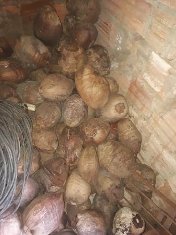 Cocos