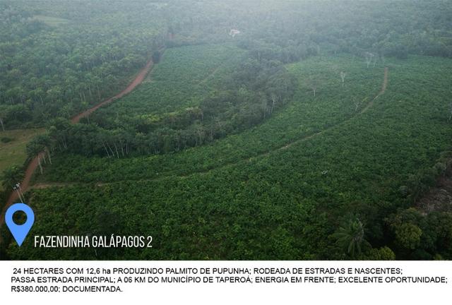 Fazenda Galápagos 2 - 24 Hectares - Foto 4