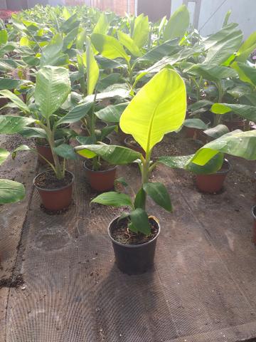 Mudas frutíferas,hortaliças e flores etc - Foto 6