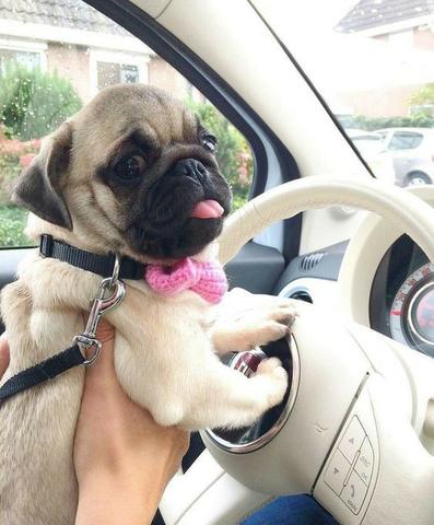 Pug -Abricot - Foto 3