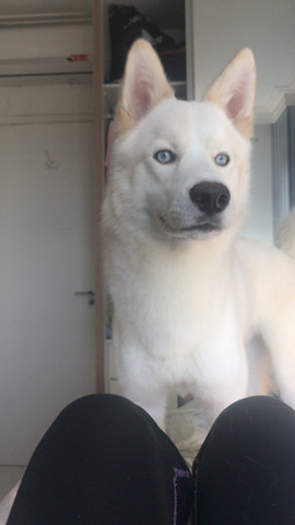 Husky macho para cobertura (cruzar) - Foto 6