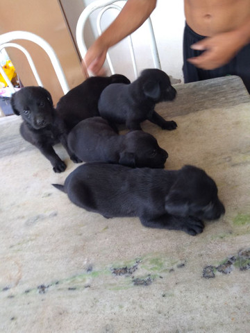 Filhotes de labrador - Foto 6