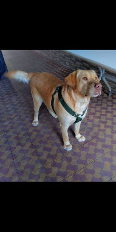 Procuro uma namorada - Foto 2