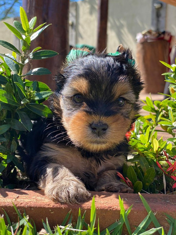 Bebês Yorkshire padrão Exposição! Seu filhote com pedigree e microchip grátis - Foto 4