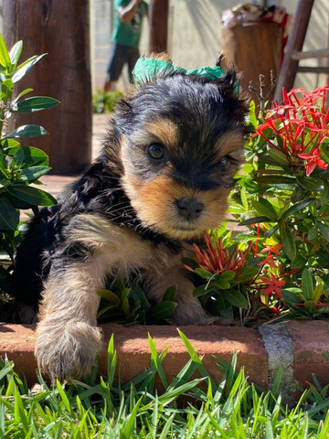 Bebês Yorkshire padrão Exposição! Seu filhote com pedigree e microchip grátis - Foto 5