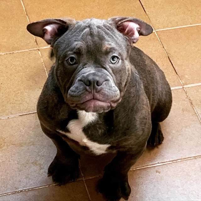 Lindos Filhotes de American Bully (pegada gringa) - Foto 2