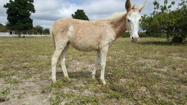 Poltra Burra mula com 6 meses de vida - Foto 3