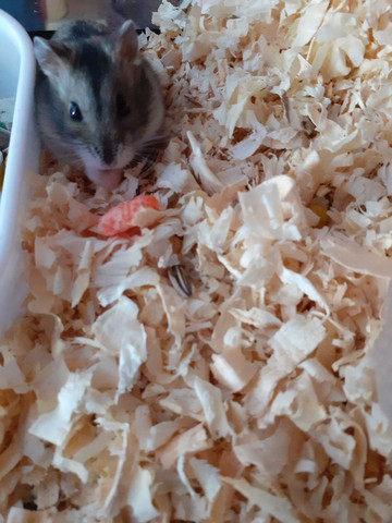 Hamster anão russo