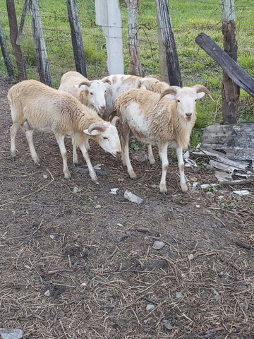 4 Carneiros - Foto 5