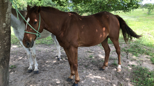 Cavalo pronto de direita