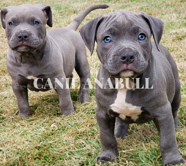 Filhotes de American Bully Blue Nose C Pedigree E AC Veterinário- Pitbull - Foto 2