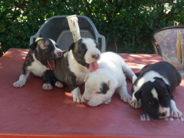Pitbull red nose/ black/ blue, machos e fêmeas padrão gigante, com garantia e suporte vet! - Foto 2
