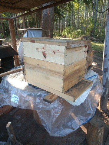 Caixas para abelhas madeira de eucalipto  - Foto 4