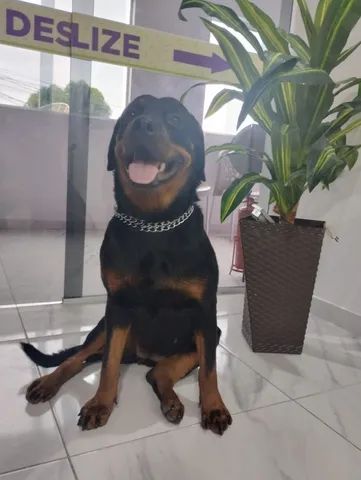 Rottweiler fêmea 1ano e 6meses - Foto 4
