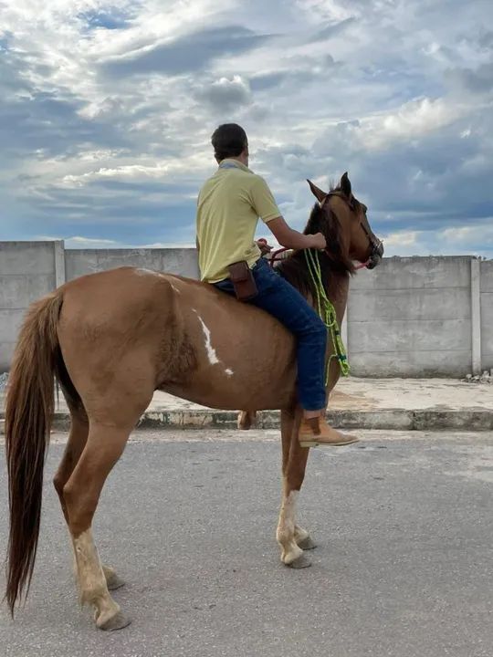 Cavalo mangalarga marchador  - Foto 3