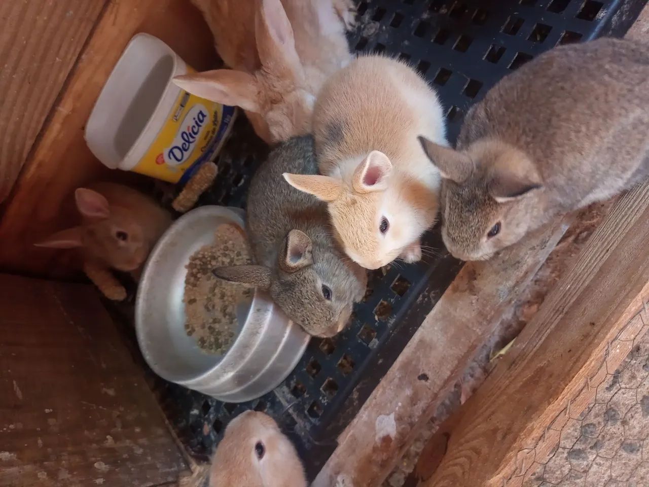 Filhotes de coelho Zona leste de São Paulo - Foto 2