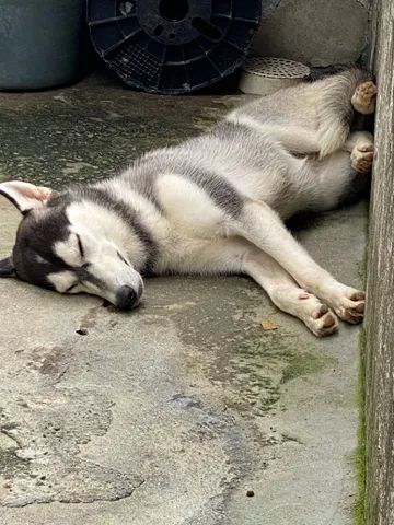 Northern inuit sale dog olx