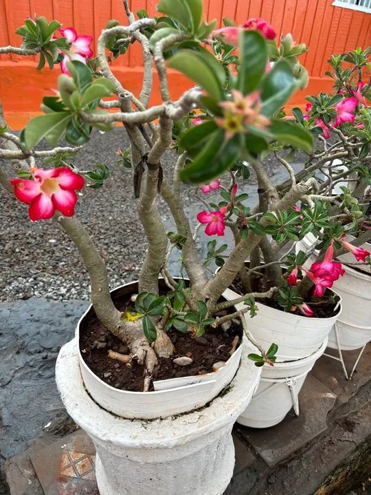 Vendo Rosas do Deserto  - Foto 2