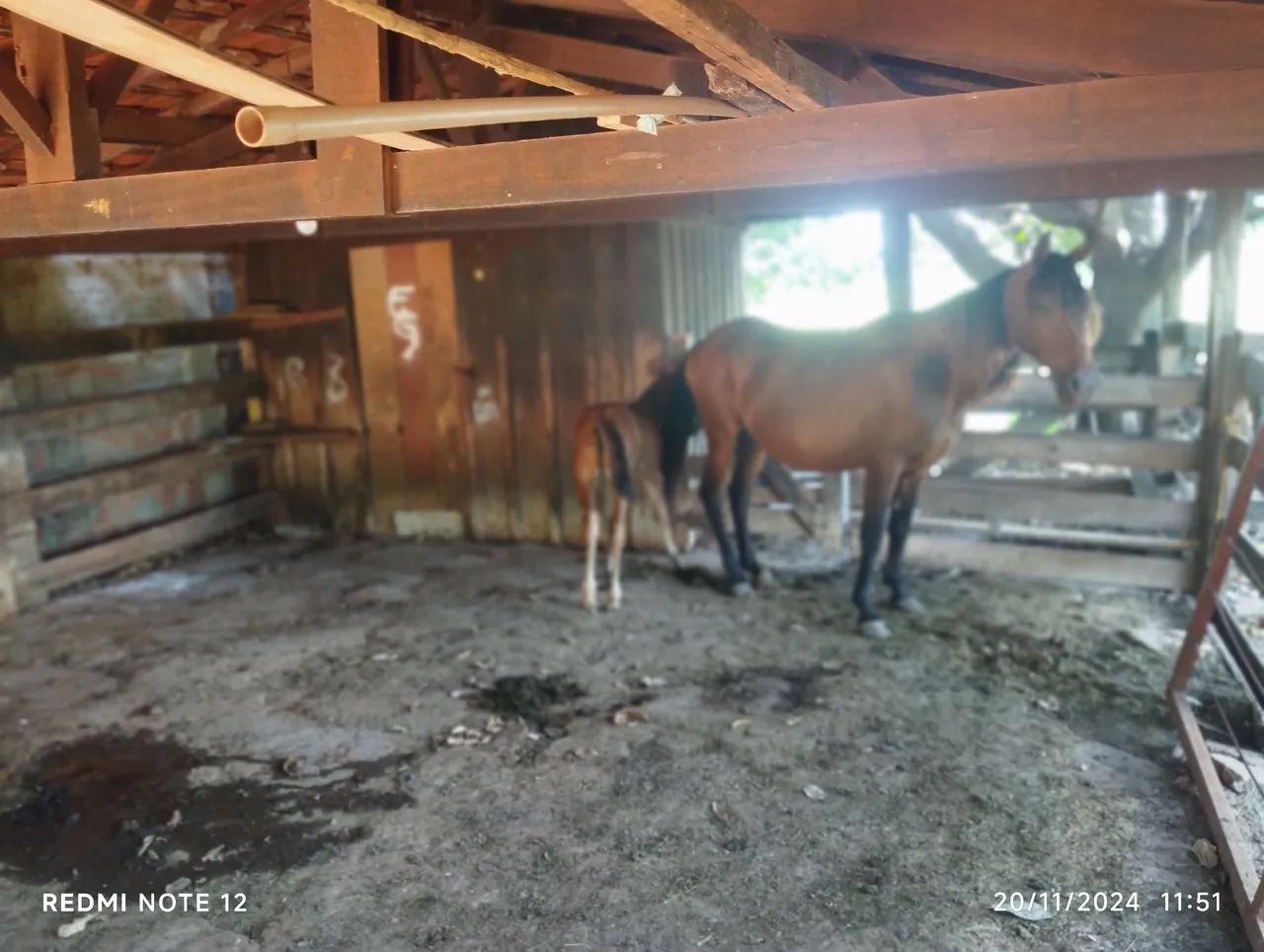 Vendo égua  QM Parida  - Foto 6