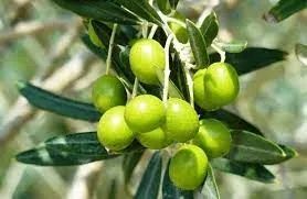 mudas da oliveira   embrapa clone 