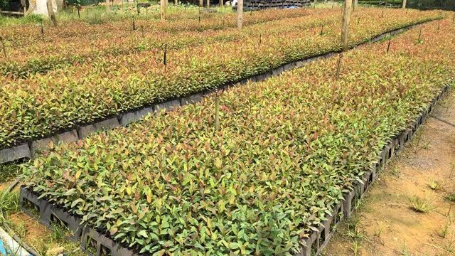 Mudas de eucalipto - Foto 6