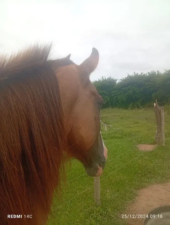 Cavalo mangalarga marchador  - Foto 2