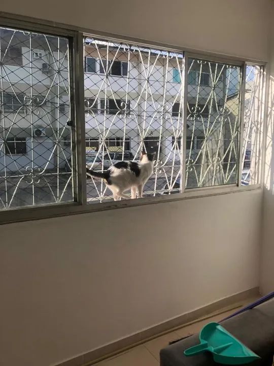 Telas de proteção  - Foto 5