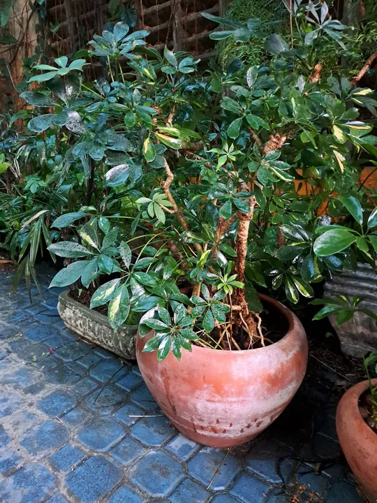 Plantas Tropicais & Ornamemtais