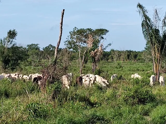 332 hectares pronta por 2 milhões há 110 km de Belém