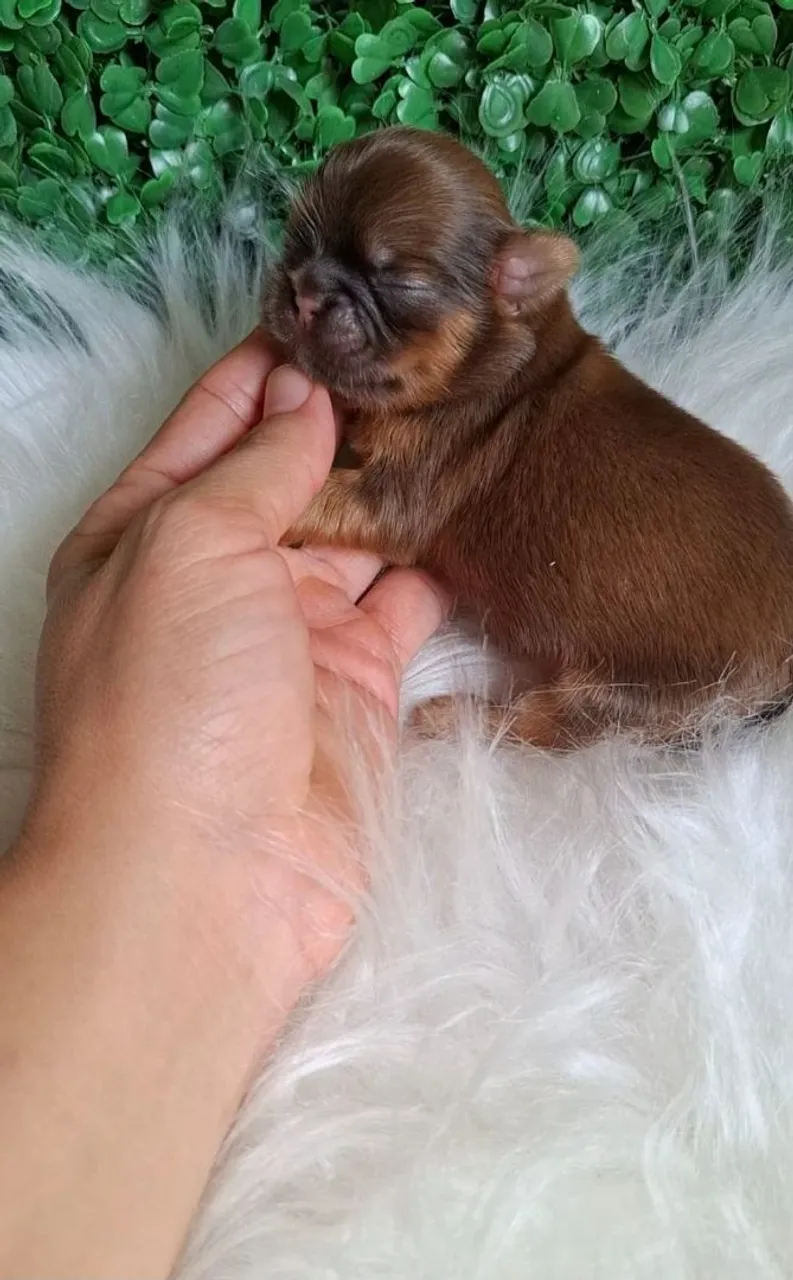 Filhote Shih Tzu