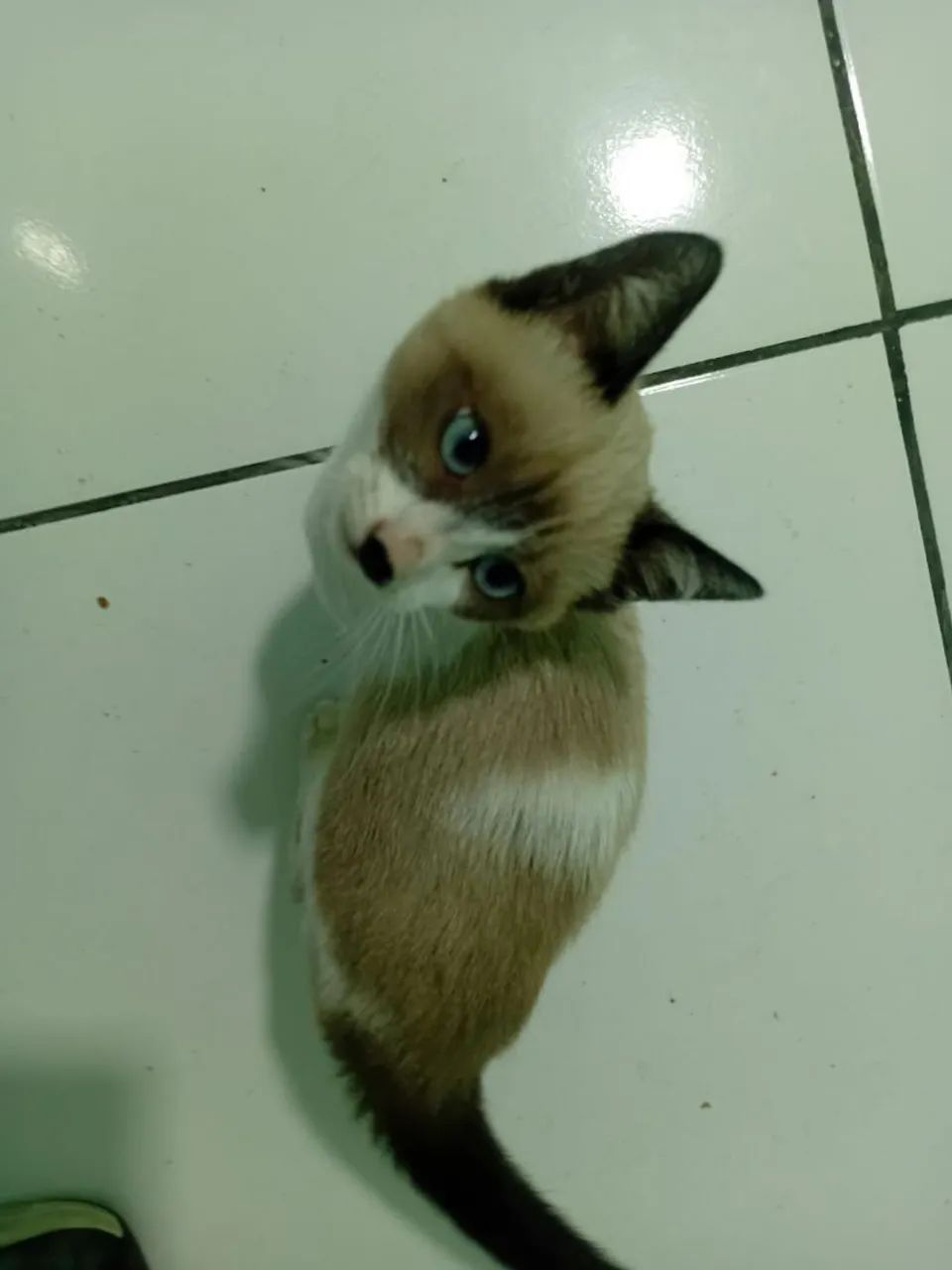 DOAÇÃO FILHOTE MACHO GATINHO GATO - Foto 2