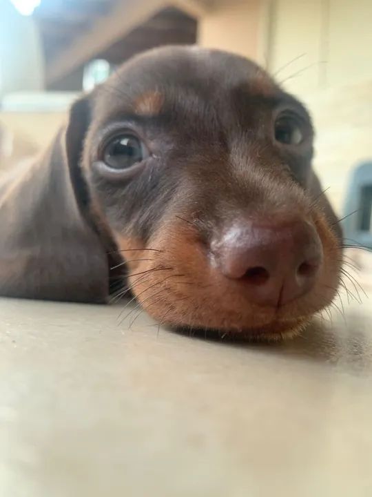 Filhotes de Dachshund - Lindíssimos (cofap, salsicha, teckel, cão salsicha) - Foto 2