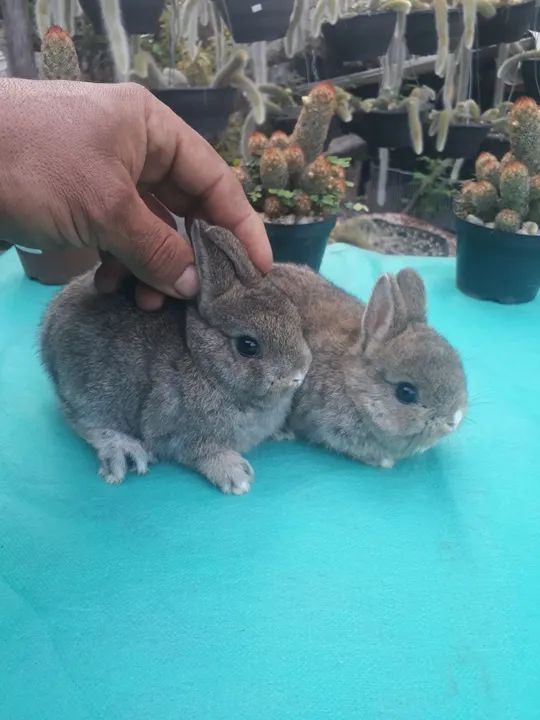 Coelho anão importado Agouti  - Foto 4