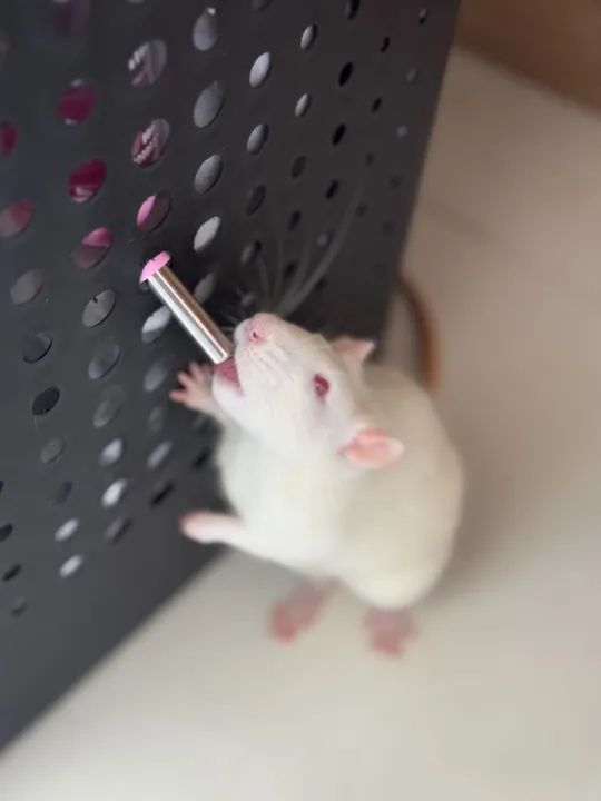 Rato Twister Macho - Foto 2