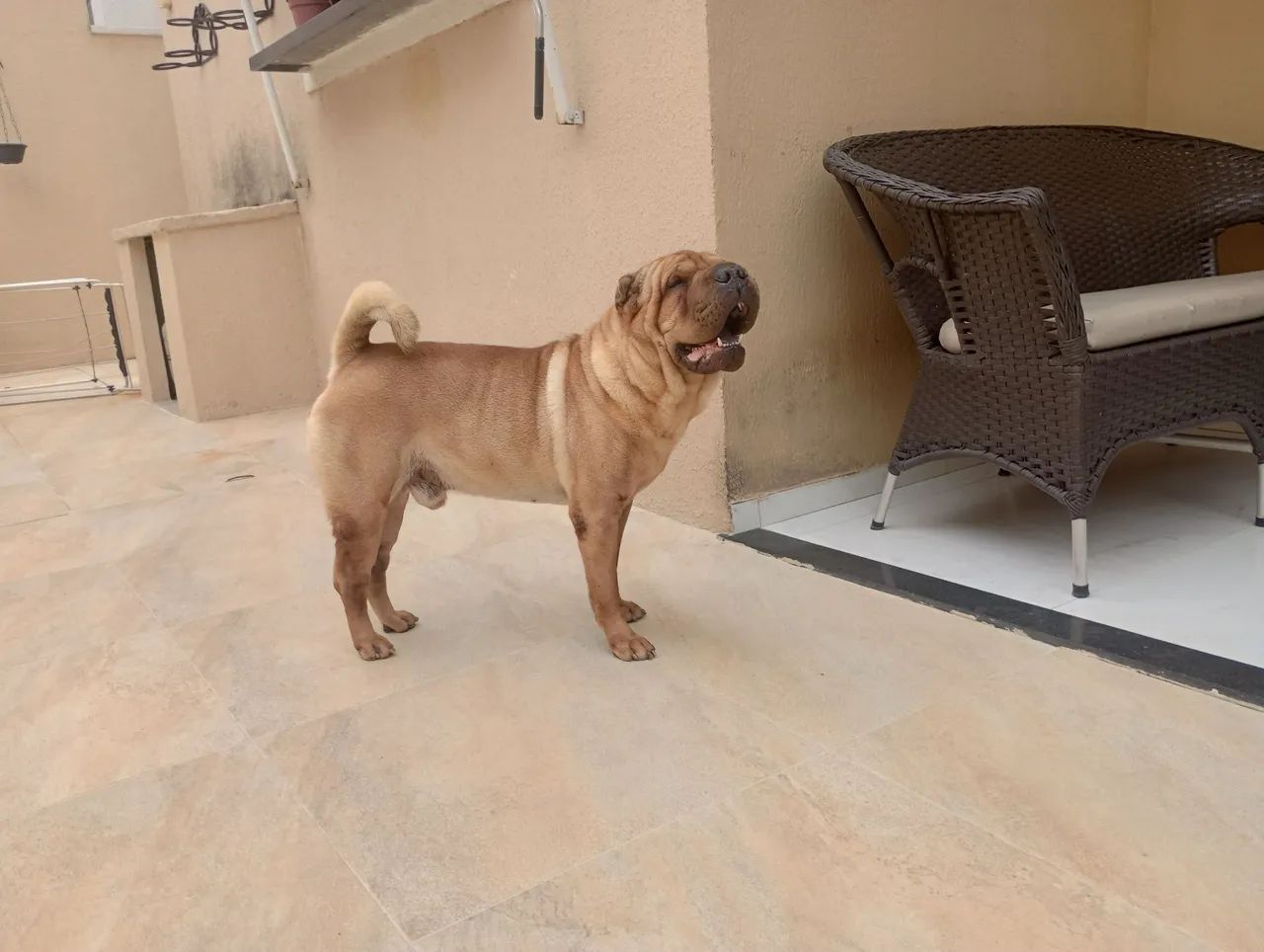 Shar Pei Adorável para Adoção