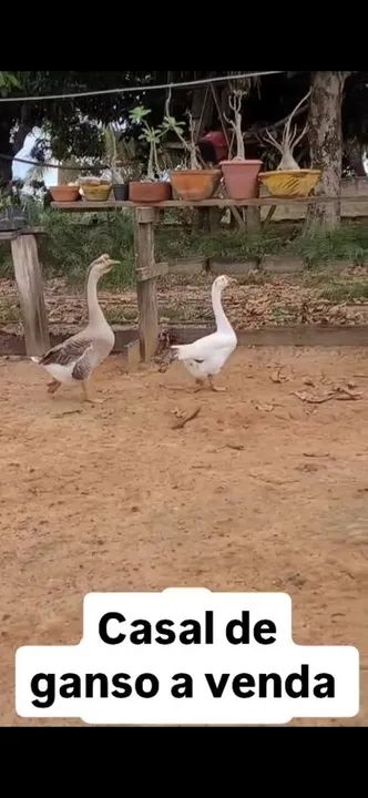 Gansos 