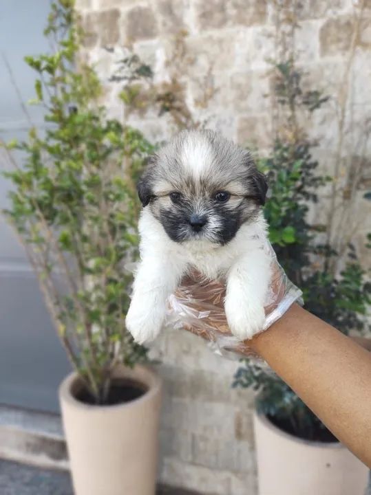 Lhasa Apso Temos loja fisica - Foto 2