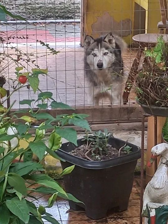 Husky Siberiano Adulto