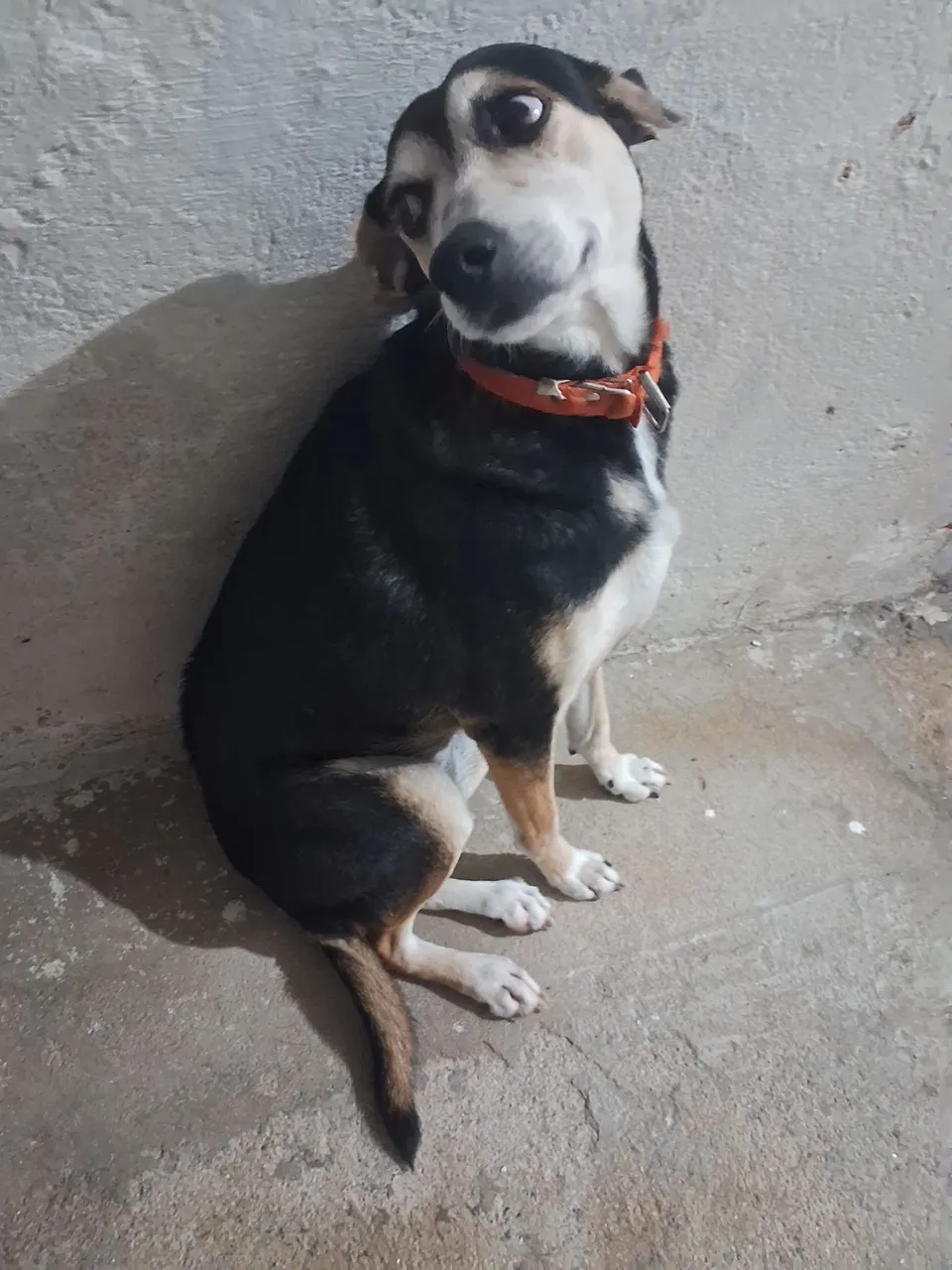 Cãozinho Adorável para Adoção