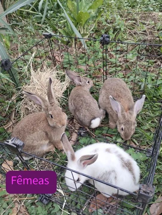 Coelhos com 5 meses