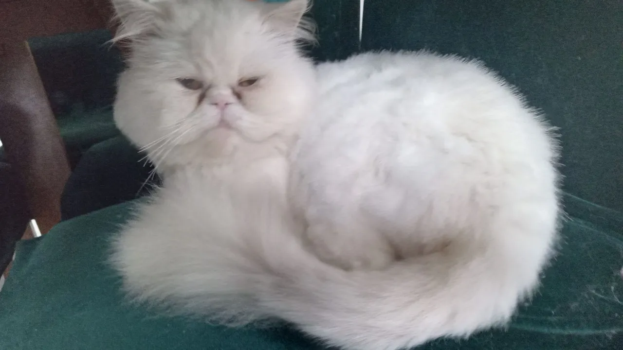 Persa Branco - Peludo e Charmoso