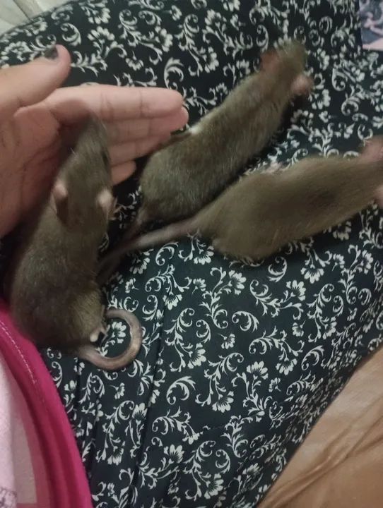 Ratos Twister Fêmea