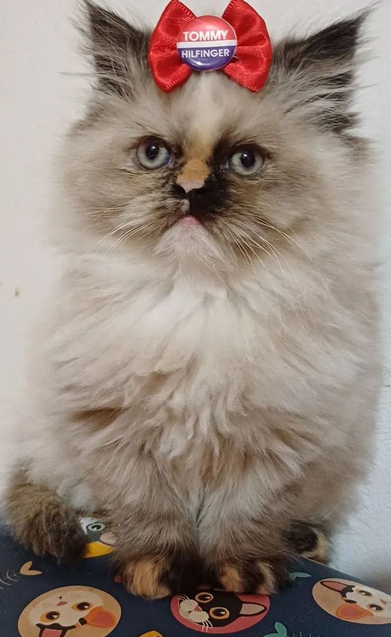 Linda filhote de gata persa femea olhos azuis pura.Parcelo.Entrego Joinville, Camboriú,  - Foto 2