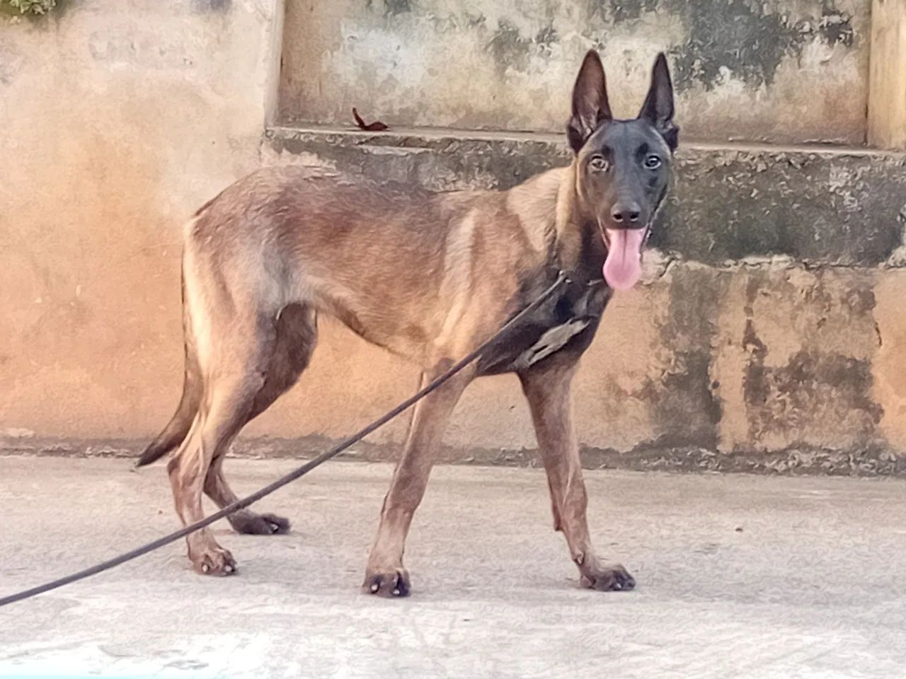 Malinois Fêmea 5 Meses com pedigree CBKC  - Foto 2