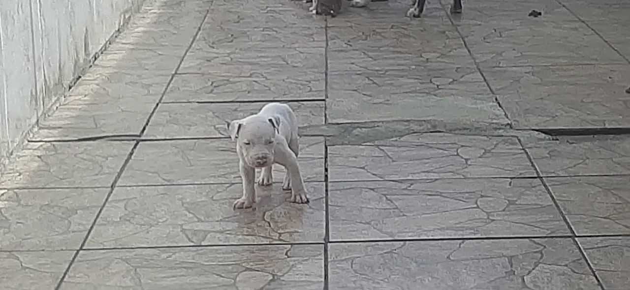 4 filhotes de Pitbull - Foto 3