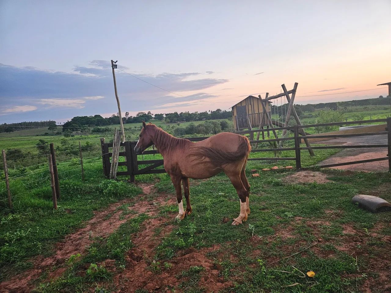Cavalo manga larga  - Foto 4